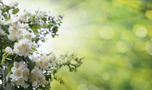 Beautiful spring background with sun steam and bokeh light with season white flower and green leaves