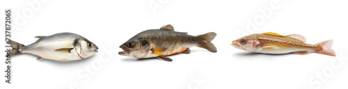 side view of a real fish on transparency background PNG