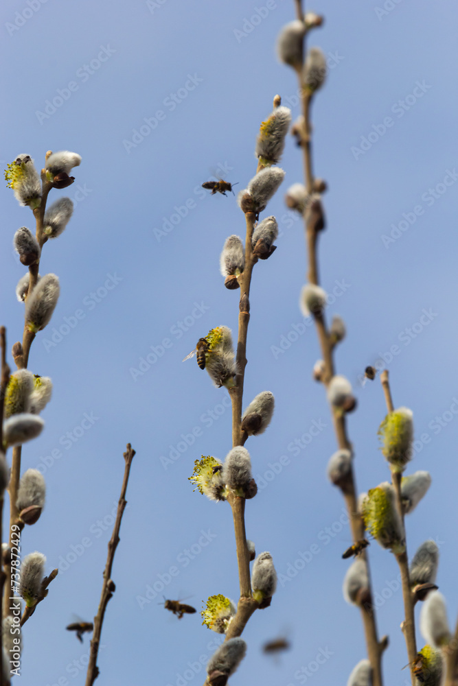 Willow Salix caprea branch with coats, fluffy willow flowers. Easter. Palm Sunday. Goat Willow Salix caprea in park, Willow Salix caprea branches with buds blossoming Willow Salix caprea branch with coats, fluffy willow flowers. Easter. Palm Sunday. Goat Willow Salix caprea in park, Willow Salix caprea branches with buds blossoming