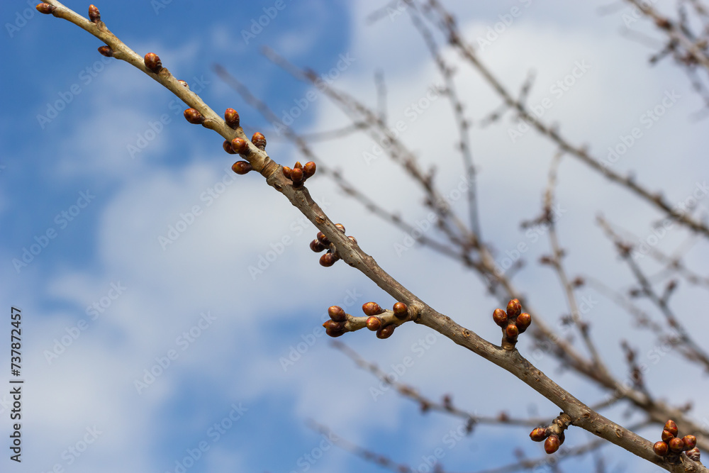 budding buds on a tree branch in early spring macro. Early spring, a twig on a blurred background. The first spring greens budding buds on a tree branch in early spring macro. Early spring, a twig on a blurred background. The first spring greens