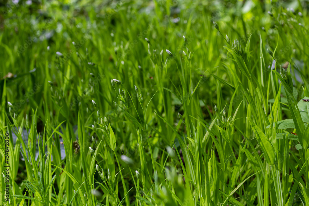 Stellaria holostea. delicate forest flowers of the chickweed, Stellaria holostea or Echte Sternmiere. floral background. white flowers on a natural green background. close-up Stellaria holostea. delicate forest flowers of the chickweed, Stellaria holostea or Echte Sternmiere. floral background. white flowers on a natural green background. close-up