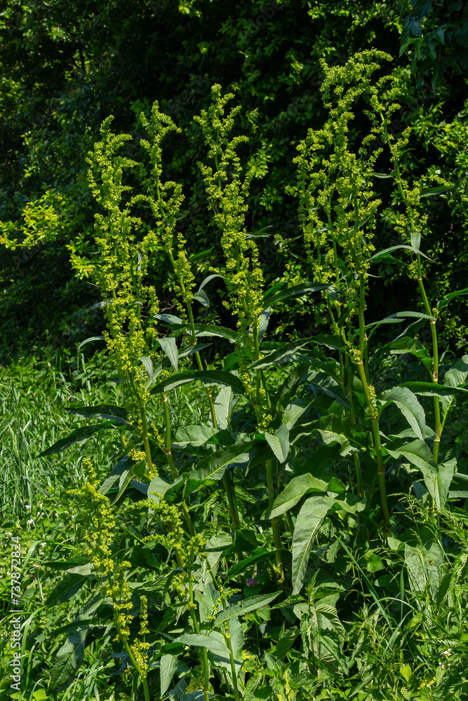 Part of a sorrel bush Rumex confertus growing in the wild with dry seeds on the stem