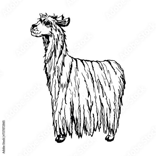 Hand drawn ink vector illustration, farm cattle wool animal, llama alpaca vicuna guanaco, South Central America. Single object isolated on white background. Design travel, vacation, brochure, print