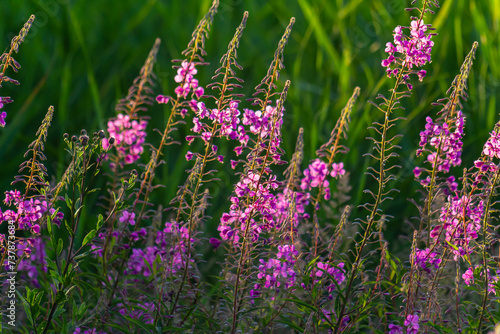 Wonderful flowering fireweed Chamaenerion angustifolium highlighted by the evening sun. A bunch of marvelous blossoming rosebay willowherbs photo