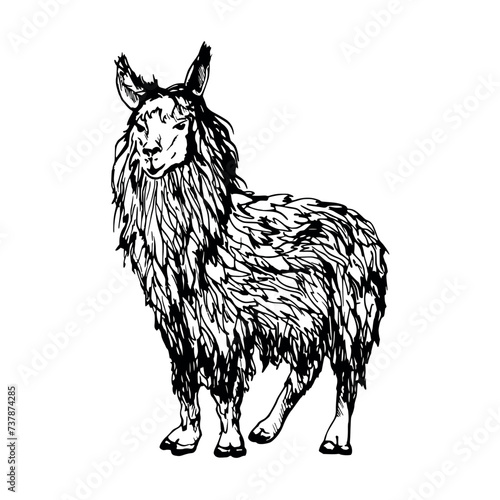 Hand drawn ink vector illustration, farm cattle wool animal, llama alpaca vicuna guanaco, South Central America. Single object isolated on white background. Design travel, vacation, brochure, print