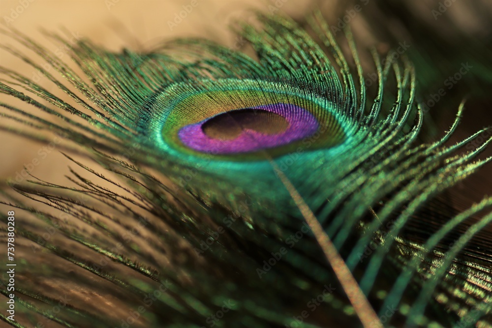 Obraz premium Defocused peacock feather closeup. Feather background.