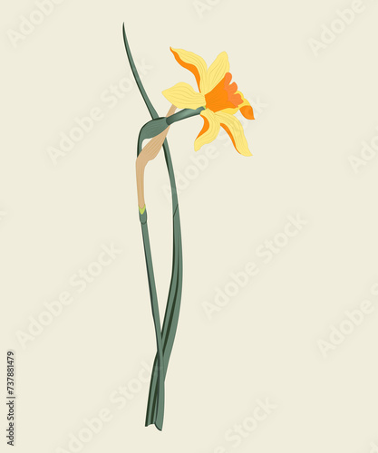 Daffodil. Spring 2024. Vector drawing of spring flower. isolated object on white background. postcard . Spring Festival
