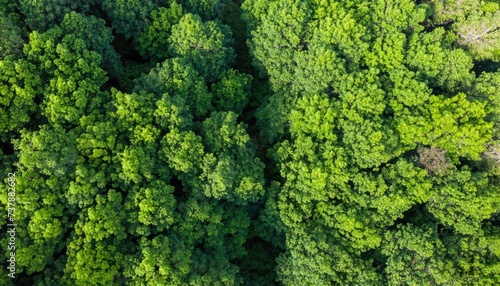 Aerial view down onto vibrant green forest canopy with leafy foliage © ROKA Creative