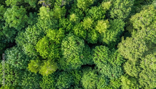 Aerial view down onto vibrant green forest canopy with leafy foliage © ROKA Creative