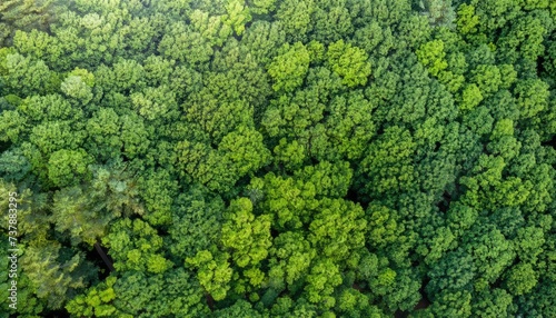 Aerial view down onto vibrant green forest canopy with leafy foliage