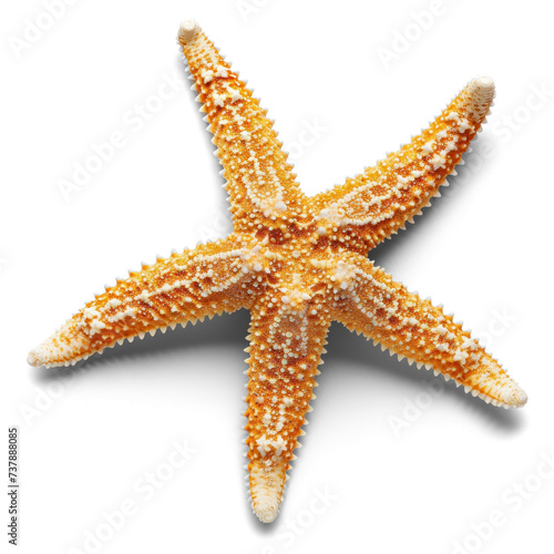 a tropical starfish  on transparency background PNG