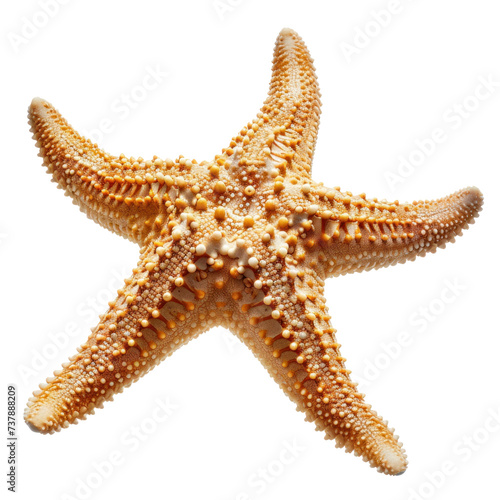 a tropical starfish  on transparency background PNG