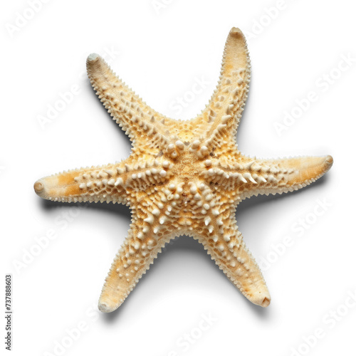 a tropical starfish, on transparency background PNG