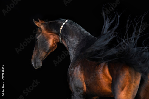 portrait of a horse © Tani