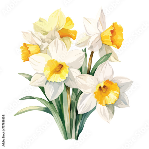 Fototapeta Naklejka Na Ścianę i Meble -  Narcissus watercolor illustration of daffodils 
