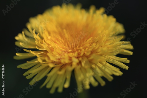 macro picture of a yellow dendelion flower photo
