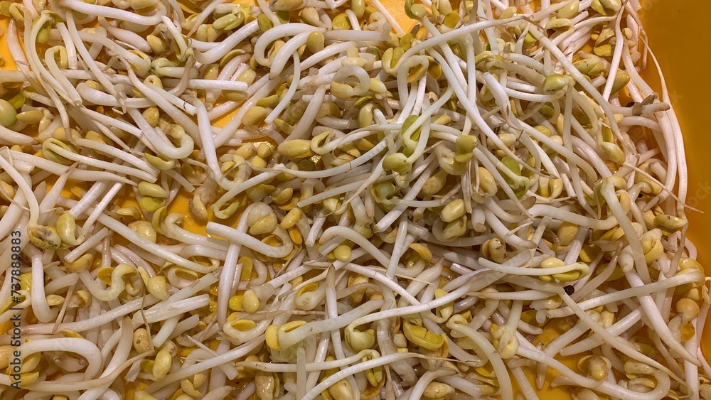 bean sprouts on closeup view