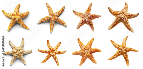 a set of tropical starfish, on transparency background PNG