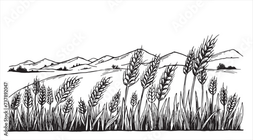 wheat field, black and white illustration in sketch style, engraving. vintage drawing, farm photo