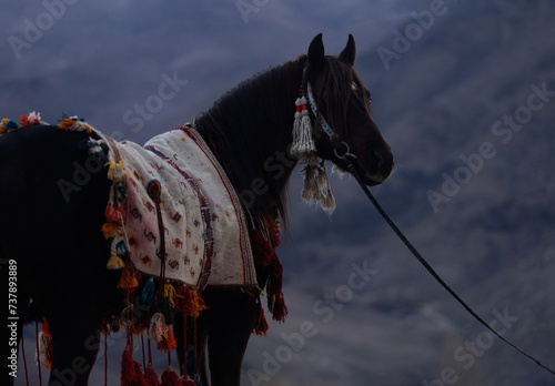 horse in the mountains