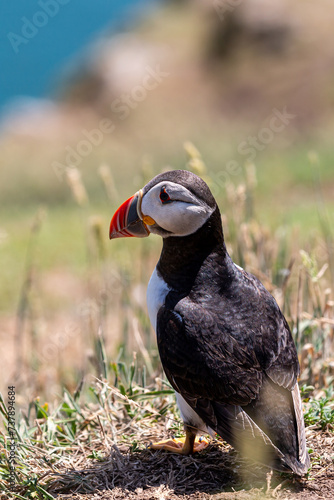 A close up of an Atlantic Puffin on Skomer Island, on a sunny July day photo