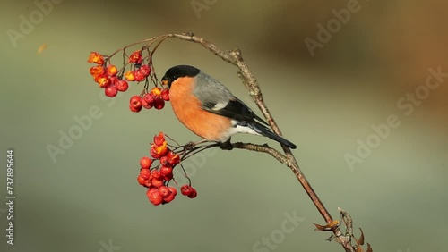 Male Eurasian bullfinch eating berries in an oak forest on a cold winter day