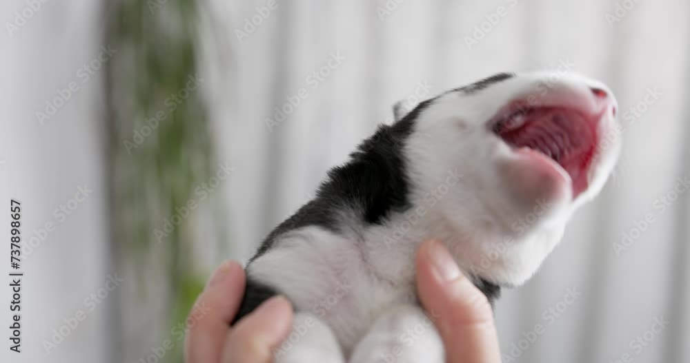 Newborn Puppy Held in Human Hands Newborn Puppy Held in Human Hands