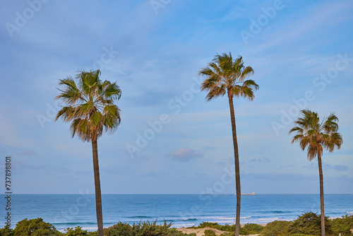 Palm trees on sand dunes against the background of the ocean