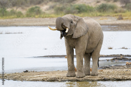 Young African Elephant (Loxodonta africana) bull drinking water from lake Masek, Ngorongoro Conservation Area, Tanzania, Africa. photo