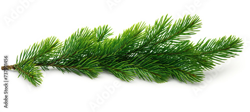 Green Christmas Tree Branch isolated on white background