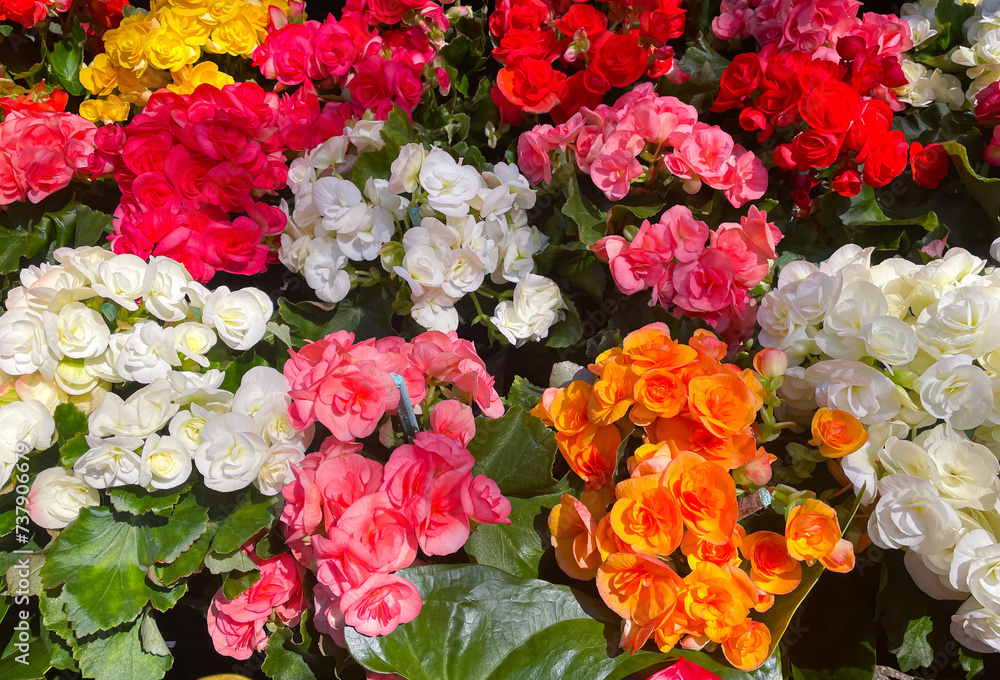 Vibrant colors of beautiful flowers as background Vibrant colors of beautiful flowers as background