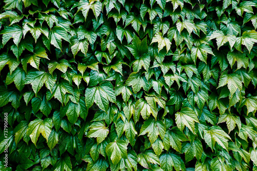 Green leafy texture Boston ivy, Parthenocissus tricuspidata,  grape ivy, and Japanese ivy, and also as Japanese creeper photo