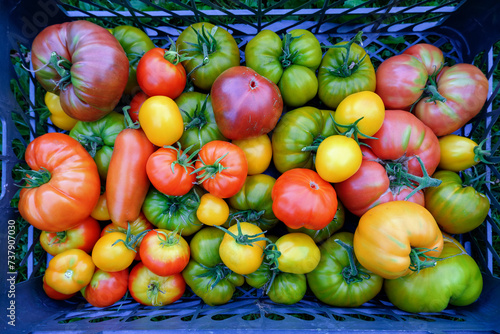 Box with multi-colored tomatoes different varieties top view. Yellow, green and red tomatoes vegetables autumn harvest