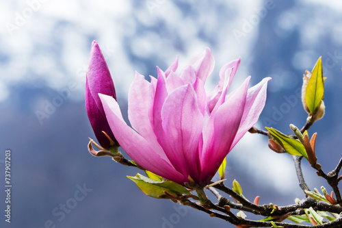 Pink magnolia flowers blooming tree in the wild against the background of snowy mountains. Magnolia stellata, selective focus.
