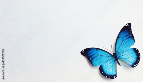 a bluebutterfly on white background photo