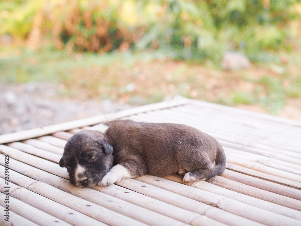 Cute newborn puppies sleeping on wooden desk, Thai puppy Cute newborn puppies sleeping on wooden desk, Thai puppy