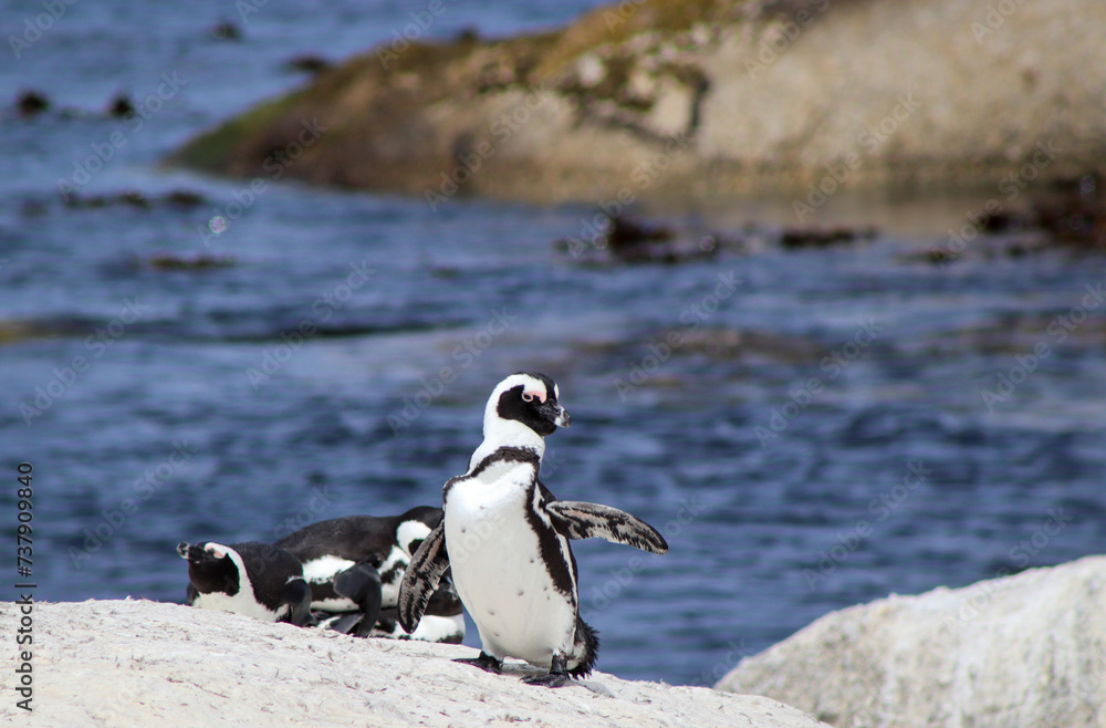 Obraz premium Penguin on a rock
