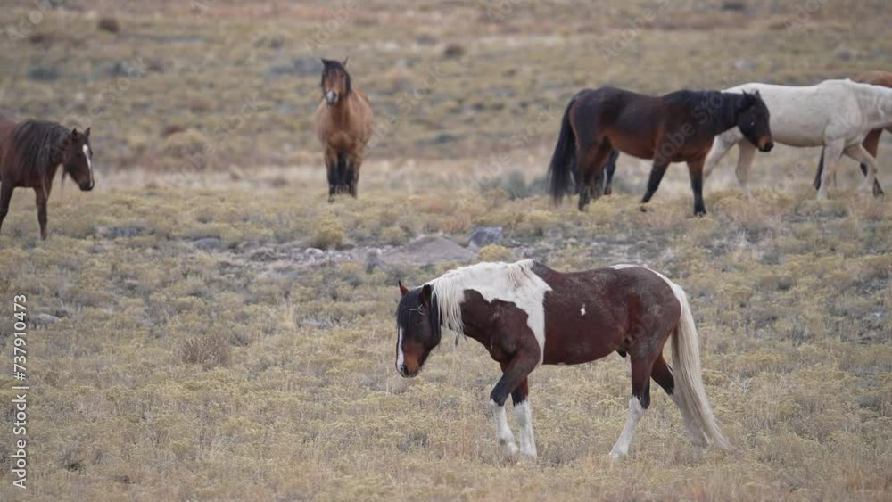 Wild horses walking through the Utah desert in slow mo. Wild horses walking through the Utah desert in slow mo.