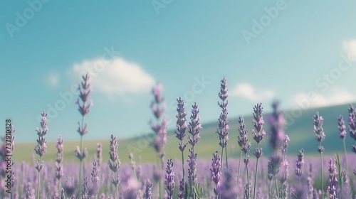 Capturing Lavender Beauty