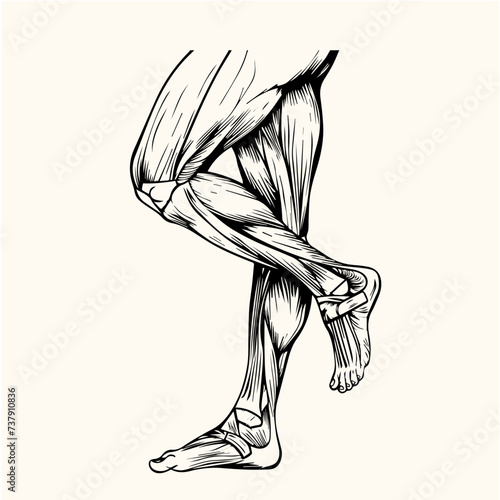 vector art of a leg knee muscle