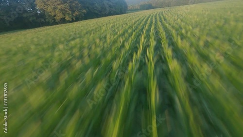 fpv drone flying low and fast over corn field at sunset in countryside in Vosges France