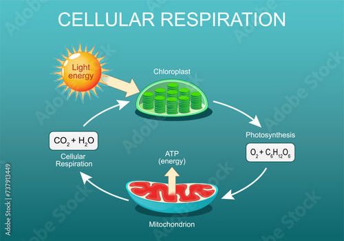Cellular respiration. Pocesses of aerobic metabolism. photo