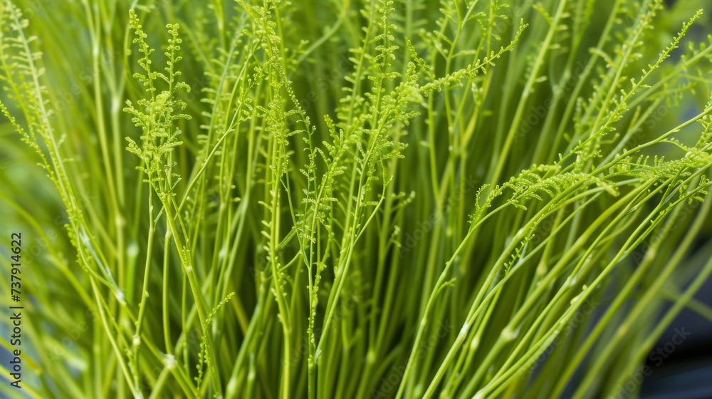A closeup of a bunch of bright green asparagus their long thin stalks standing tall and proud. A closeup of a bunch of bright green asparagus their long thin stalks standing tall and proud.