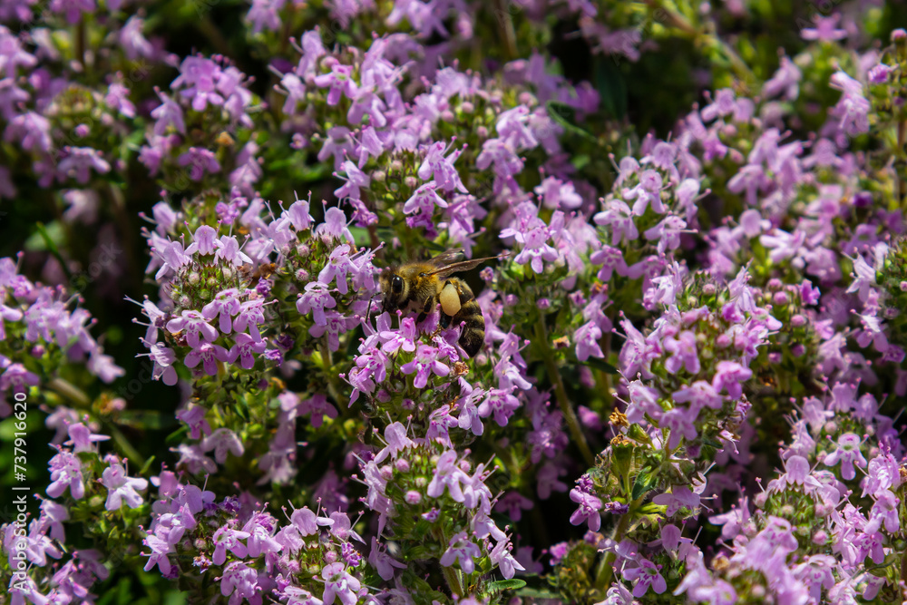 A bee collects pollen near a flower. A bee flies over a flower in a blur background A bee collects pollen near a flower. A bee flies over a flower in a blur background