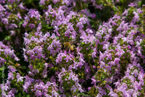 A bee collects pollen near a flower. A bee flies over a flower in a blur background