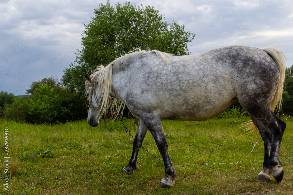 A beautiful white grey horse stays calm grazing on green grass field or pasture, its ears up and head down. Rural landscape background A beautiful white grey horse stays calm grazing on green grass field or pasture, its ears up and head down. Rural landscape background