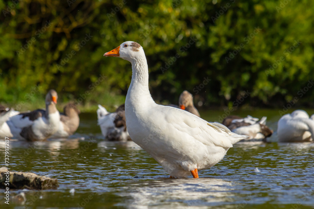 A domestic goose is a goose that humans have domesticated and kept for their meat, eggs, or down feathers. Domestic geese have been derived through selective breeding from the wild greylag goose A domestic goose is a goose that humans have domesticated and kept for their meat, eggs, or down feathers. Domestic geese have been derived through selective breeding from the wild greylag goose