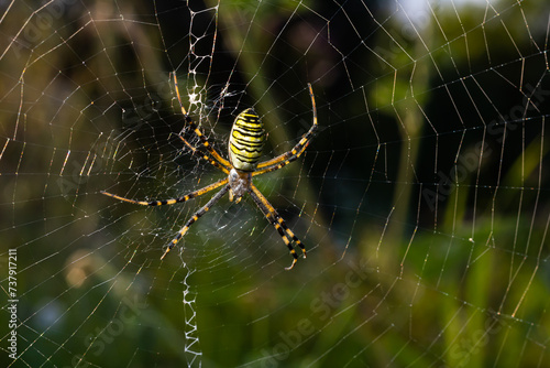 Closeup of exotic striped argiope bruennichi orb web spider sitting on cobweb against blurred background in daytime