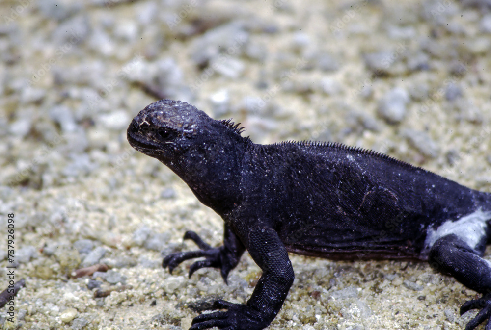 Iguanas are native to warm, tropical areas with lush forest and vegetation. Both species inhabit rainforest, and are considered arboreal species. Iguanas are native to warm, tropical areas with lush forest and vegetation. Both species inhabit rainforest, and are considered arboreal species.