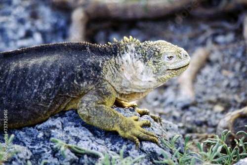 Iguanas are native to warm  tropical areas with lush forest and vegetation. Both species inhabit rainforest  and are considered arboreal species. 